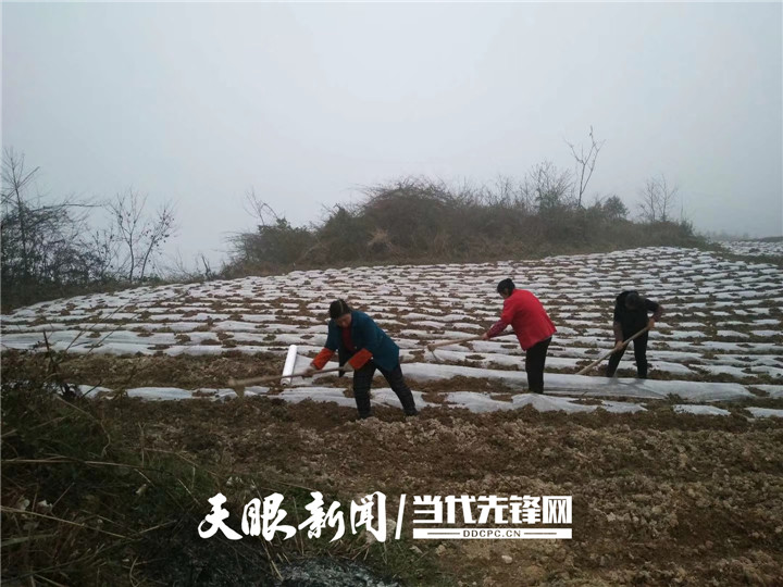 我的脱贫故事凤冈县王寨镇土璜村村民袁海婵我在碧山上书写致富经